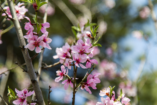 春日桃花