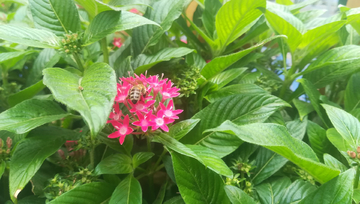 蜜蜡采繁星花蜜