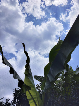 蓝色天空下随风飘动的芭蕉叶