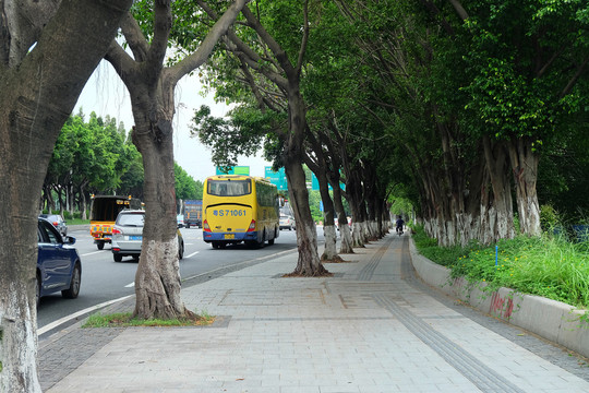 林荫路