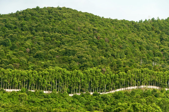 青山绿林