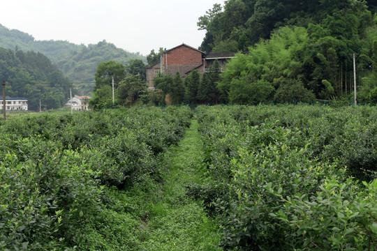 蓝莓种植基地