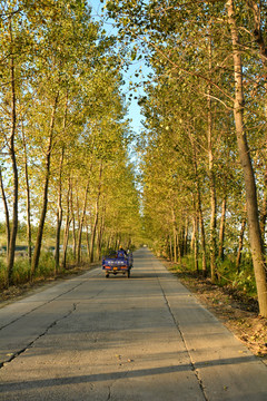 秋天的杨树树林