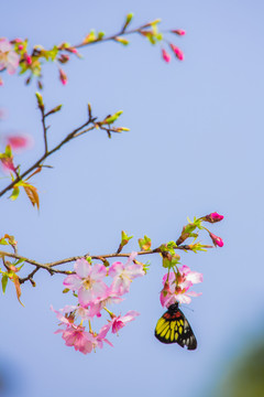 樱桃花