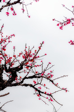 水墨桃花