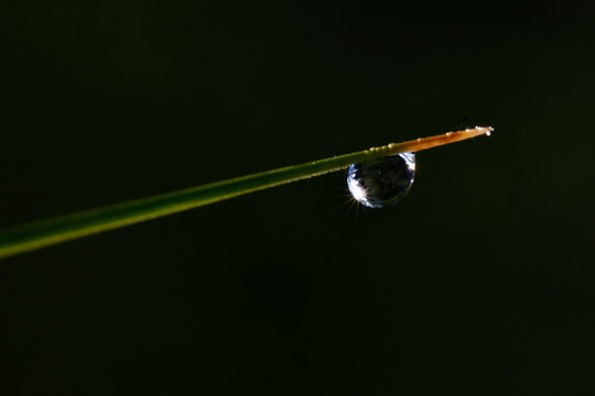 雨露