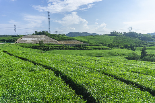 茶园风光