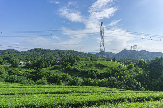 茶园风光