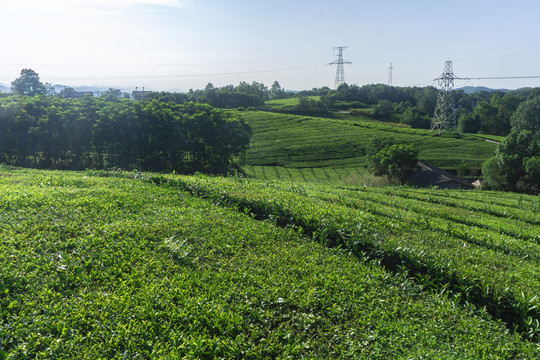 茶园风光