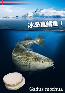 冰島真鱈魚