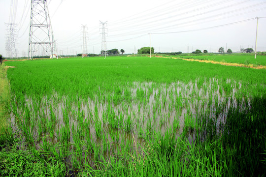 田野