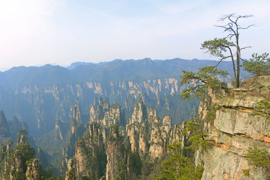 张家界峰林山顶的一颗松树