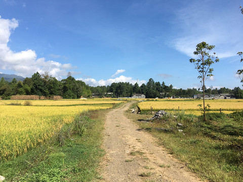 金色稻田间的小路