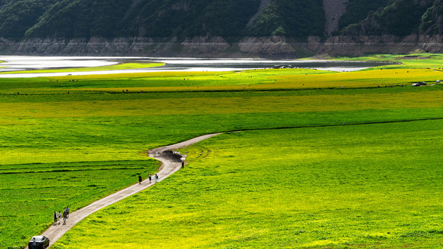 鸭绿江油菜花海