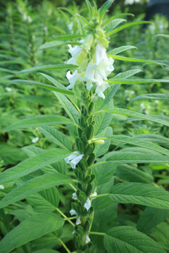 芝麻开花