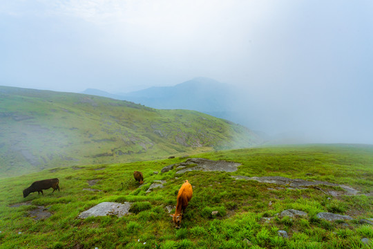 崇义齐云山