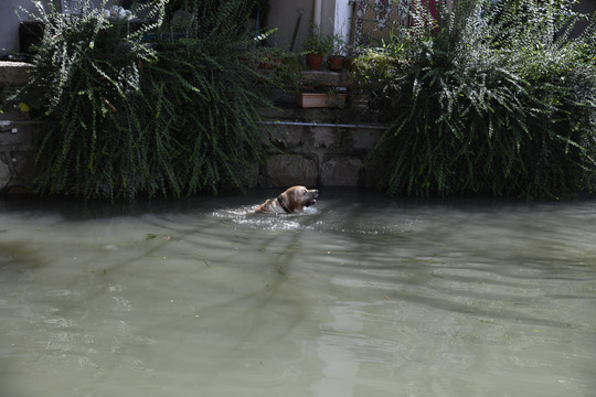 落水狗