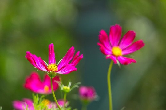 格桑花