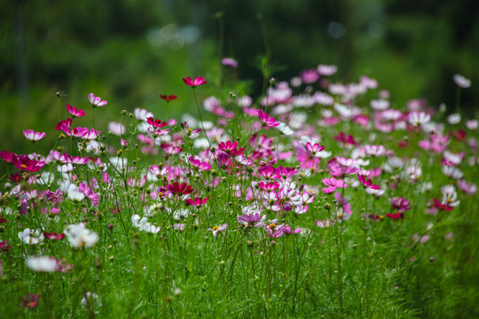 花卉