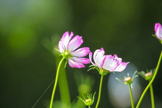 格桑花开