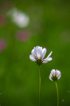 格桑花开