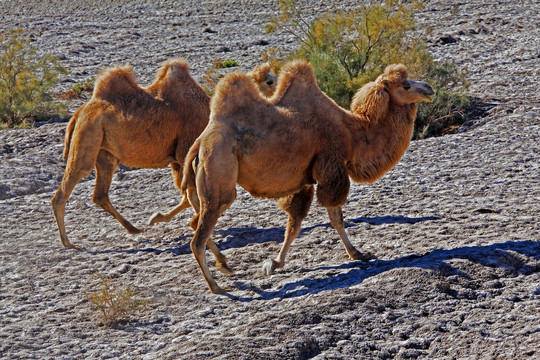 戈壁滩沙漠大漠两只骆驼两头骆驼