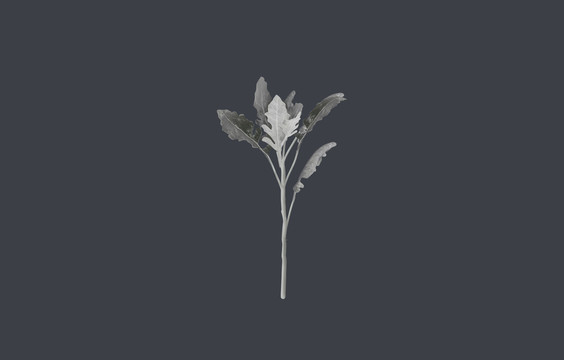 銀葉菊
