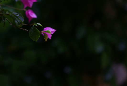 市花簕杜鹃三角花微距黑背景