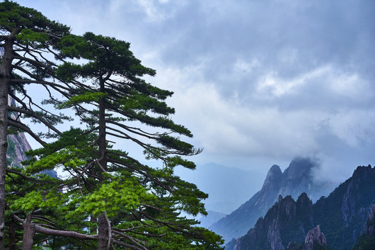 黄山迎客松