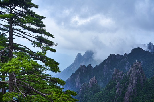 黄山迎客松