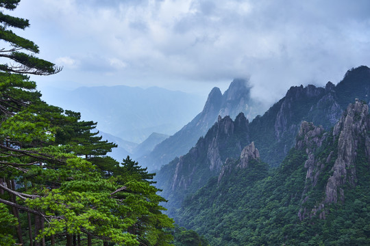 黄山迎客松