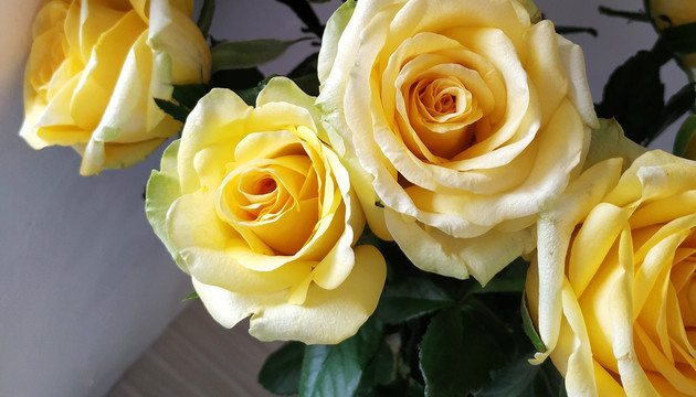 新鲜阳光黄玫瑰