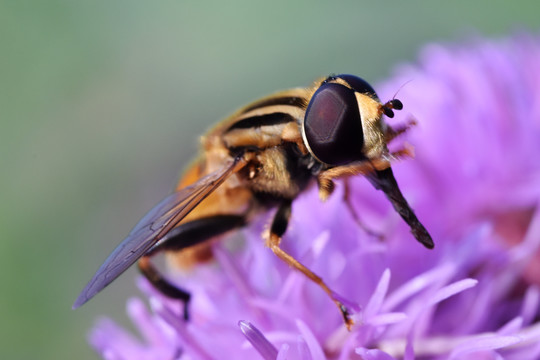 蜜蜂