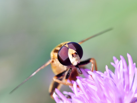 蜜蜂复眼