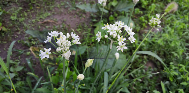 韭菜花