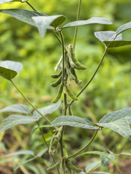 大豆豆荚