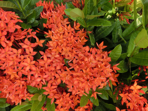 小葉龍船花