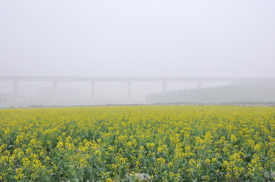 油菜地