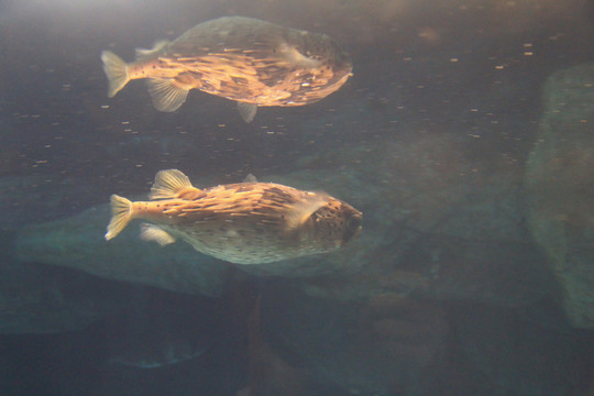 水族馆