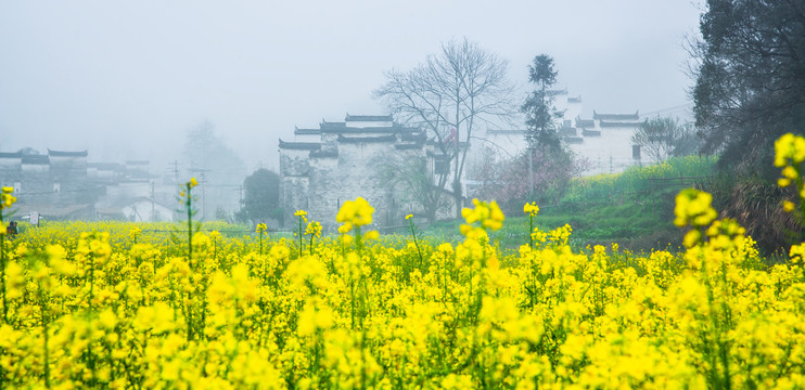 婺源油菜花