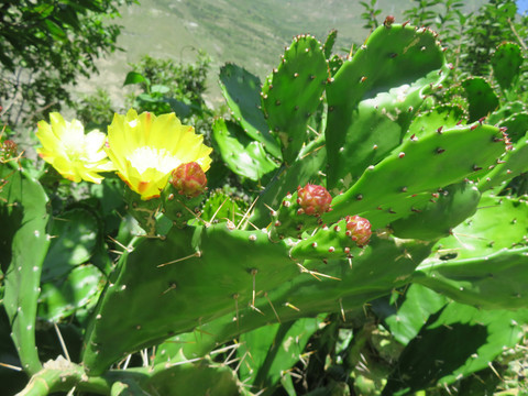 仙人掌花