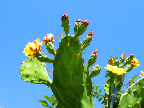 仙人掌花