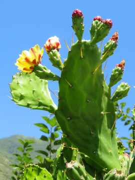 仙人掌花