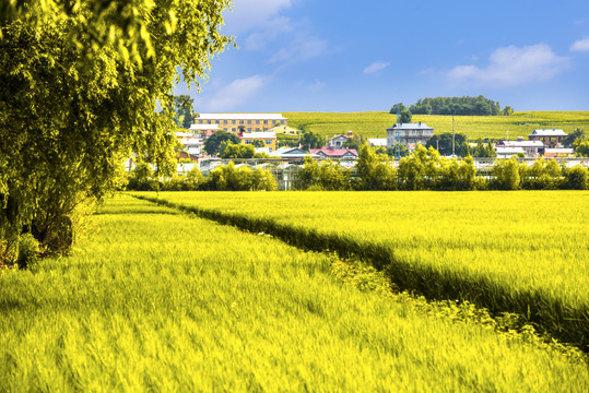 乡村稻田