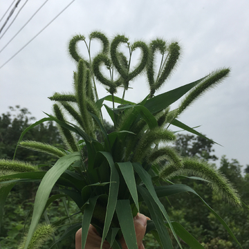 狗尾巴草