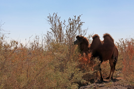 沙漠一只骆驼戈壁滩一只骆驼18