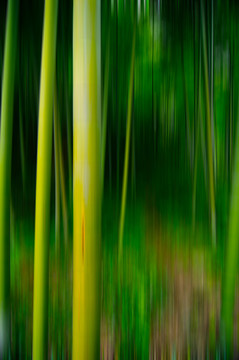 抽象竹