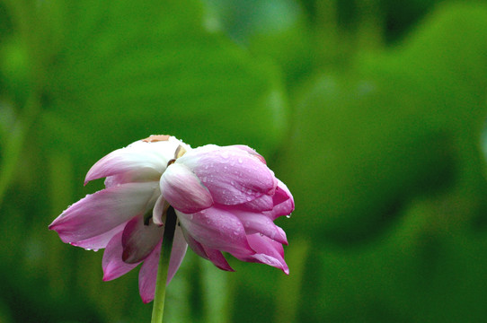 荷花并蒂莲