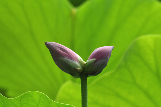 荷花并蒂莲