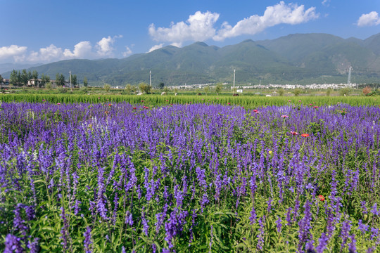 云南花语牧场